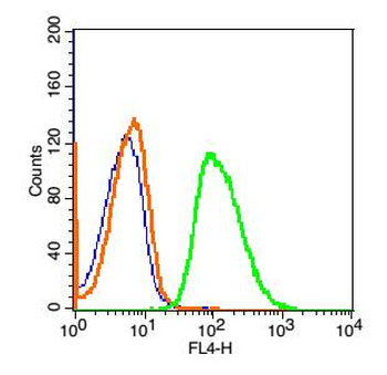 Phospholipase C beta 2 Rabbit Polyclonal Antibody