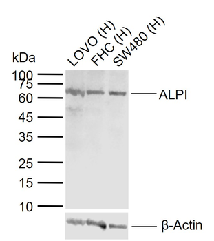 ALPI Rabbit Polyclonal Antibody