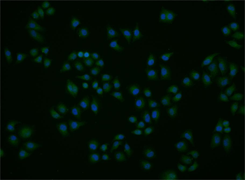 MX2 Rabbit Polyclonal Antibody
