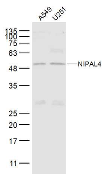 NIPAL4 Rabbit Polyclonal Antibody