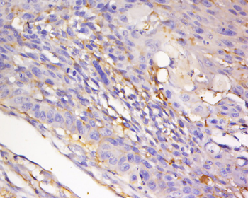 Phospho-nNOS (Ser847) Rabbit Polyclonal Antibody