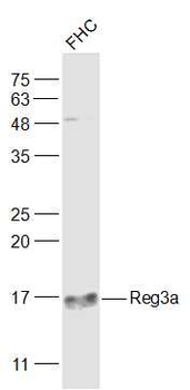 REG3A Rabbit Polyclonal Antibody