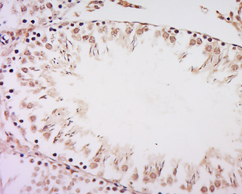 RanBP3 Rabbit Polyclonal Antibody
