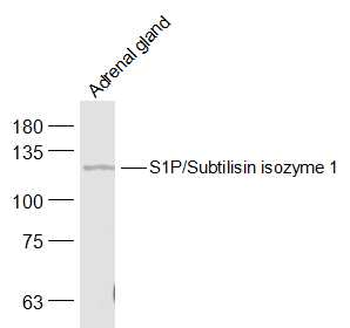 S1P/Subtilisin isozyme 1 Rabbit Polyclonal Antibody