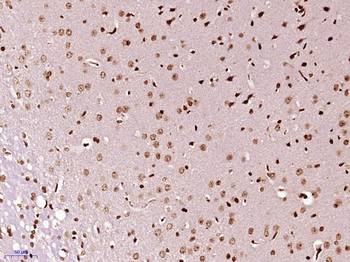 ZFPL1 Rabbit Polyclonal Antibody