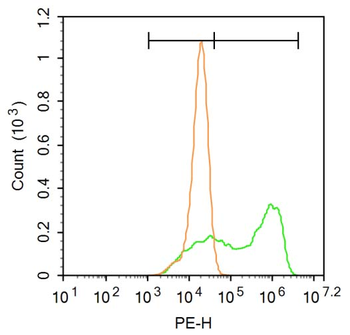 ENC1 Rabbit Polyclonal Antibody