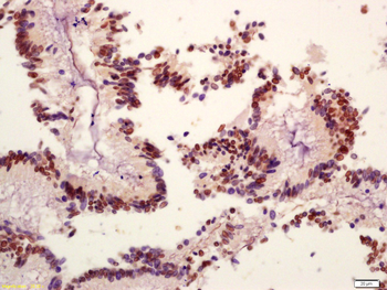 Phospho-PI3 Kinase p110 beta (Ser1070) Rabbit Polyclonal Antibody
