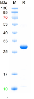 Recombinant human CCL20 protein