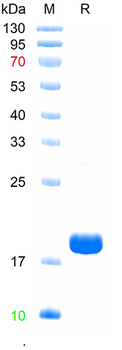 Recombinant mouse IL-2 protein, C-His