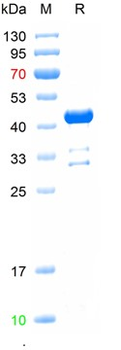Recombinant mouse CD68 protein, N-GST & C-His