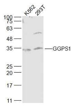 GGPS1 Rabbit Polyclonal Antibody