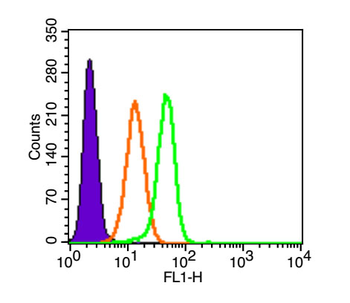 Tissue factor Rabbit Polyclonal Antibody (BF488)