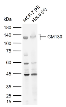 GM130 Rabbit Polyclonal Antibody