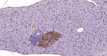 Mouse CHGA Ready-To-Use IHC Kit