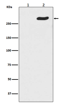 Phospho-POLR2A (Ser5) Recombinant Rabbit Monoclonal Antibody
