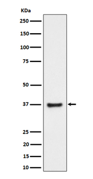 BCA2 Recombinant Rabbit Monoclonal Antibody