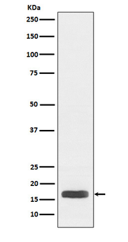 Acetyl-Histone H3.1 (Lys28) Recombinant Rabbit Monoclonal Antibody