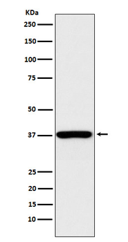 QKI Recombinant Rabbit Monoclonal Antibody