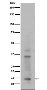 Mono/Di/TriMethyl-Histone H3.1 (Lys15) Recombinant Rabbit Monoclonal Antibody