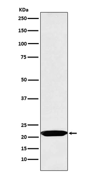Oncostatin M Recombinant Rabbit Monoclonal Antibody