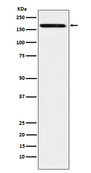 IL17RA Recombinant Rabbit Monoclonal Antibody