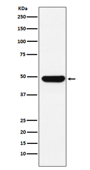 UAP56 Recombinant Rabbit Monoclonal Antibody