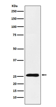 TNFSF9 Recombinant Rabbit Monoclonal Antibody