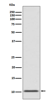 Glucagon Recombinant Rabbit Monoclonal Antibody