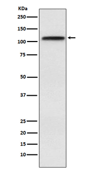 Exportin 1 Recombinant Rabbit Monoclonal Antibody