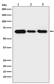 Lamin B2 Recombinant Rabbit Monoclonal Antibody