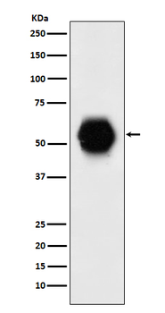 GATA6 Recombinant Rabbit Monoclonal Antibody