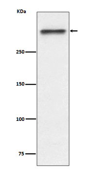 P53BP1 Recombinant Rabbit Monoclonal Antibody