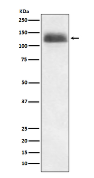 NFATc2 Recombinant Rabbit Monoclonal Antibody