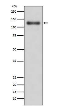 LAMP1 Recombinant Rabbit Monoclonal Antibody
