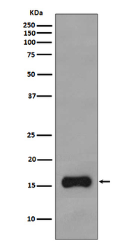 TOMM20 Recombinant Rabbit Monoclonal Antibody