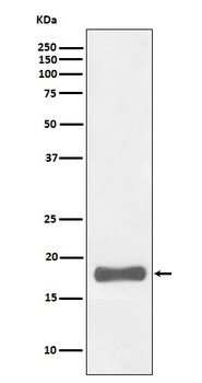 BBC3/PUMA Recombinant Rabbit Monoclonal Antibody