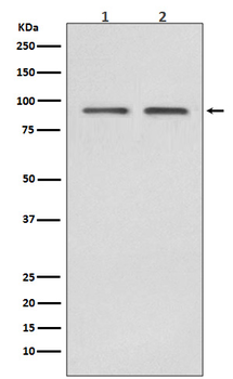 HSP90 beta Recombinant Rabbit Monoclonal Antibody