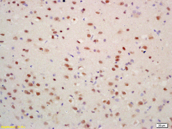Histone H4 (Acetyl K16) Rabbit Polyclonal Antibody