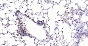 Caspase-3 Recombinant Rabbit Monoclonal Antibody