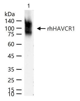 HAVCR1 Mouse Monoclonal Antibody