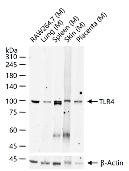 TLR4 Mouse Monoclonal Antibody