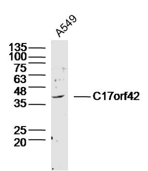 C17orf42 Rabbit Polyclonal Antibody