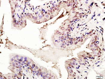 P53 (FL-393) Rabbit Polyclonal Antibody