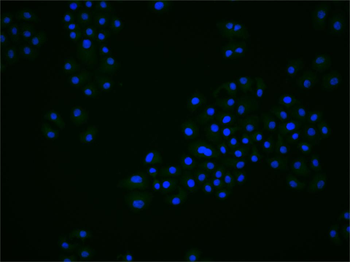 FBXL5 Rabbit Polyclonal Antibody