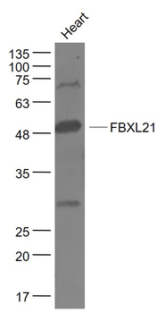 FBXL21 Rabbit Polyclonal Antibody