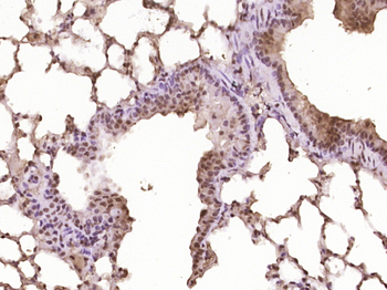 Activated Notch1 Rabbit Polyclonal Antibody