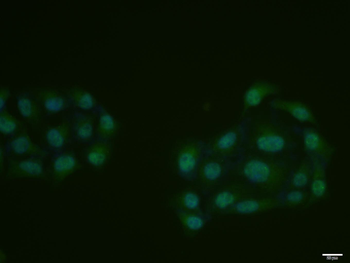 Phospho-CDK7 (Thr170) Rabbit Polyclonal Antibody
