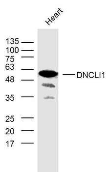 DNCLI1 Rabbit Polyclonal Antibody