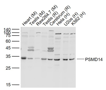 PSMD14 Rabbit Polyclonal Antibody