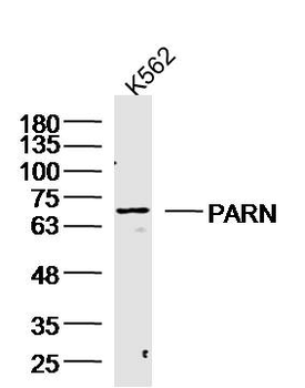 PARN Rabbit Polyclonal Antibody